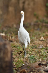 Bubulcus ibis