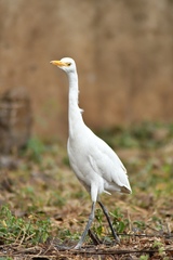 Bubulcus ibis