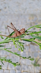 Antaxius spinibrachius