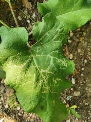 Phytomyza lappae
