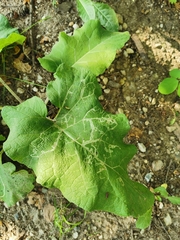 Phytomyza lappae