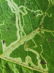 Phytomyza lappae