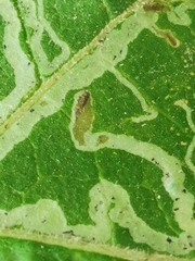 Phytomyza lappae
