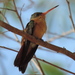 Cinnamon Hummingbird - Photo (c) Francisco Farriols Sarabia, some rights reserved (CC BY), uploaded by Francisco Farriols Sarabia