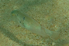 Iniistius griffithsi