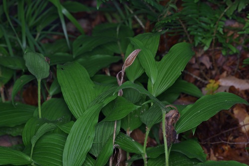 Cypripedium kentuckiense, photograph 5