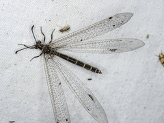 Bandidus vafer