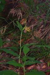 (c) Michelle W. (鍾偉瑋), some rights reserved (CC BY) Cypripedium kentuckiense, photograph (c) Michelle W. (鍾偉瑋), some rights reserved (CC BY)