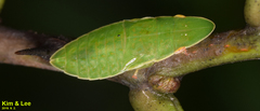 Petalocephala manchurica