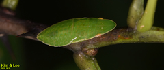 Petalocephala manchurica