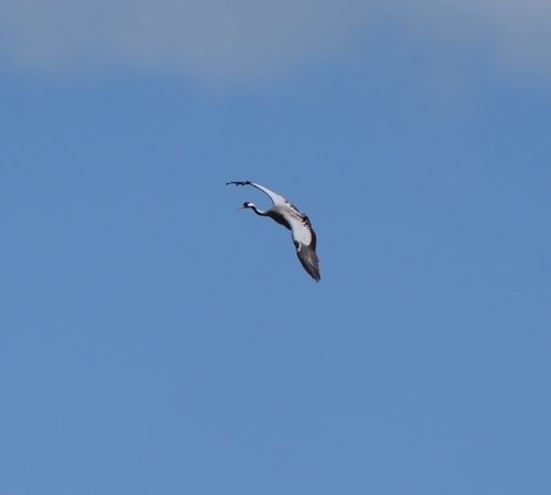 Common Crane, Dwingeloo, Nederland, photo 9 of 10