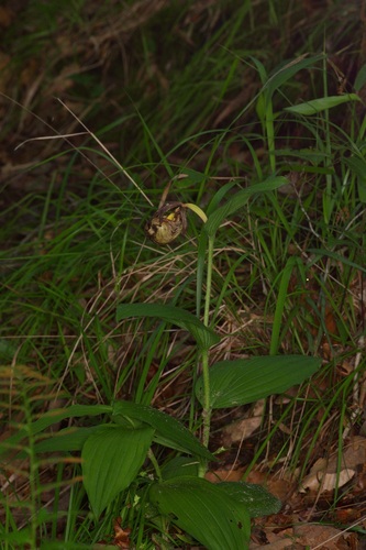 Cypripedium kentuckiense, photograph 3