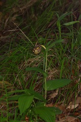 (c) Michelle W. (鍾偉瑋), some rights reserved (CC BY) Cypripedium kentuckiense, photograph (c) Michelle W. (鍾偉瑋), some rights reserved (CC BY)