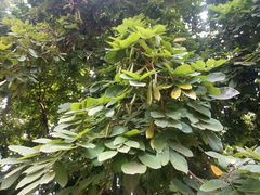 Magnoliopsida