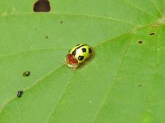Chiridopsis bowringii