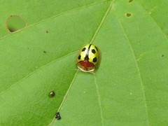 Chiridopsis bowringii