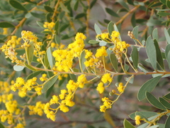 Acacia leucolobia