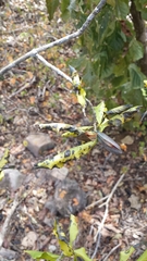 Loeseneriella