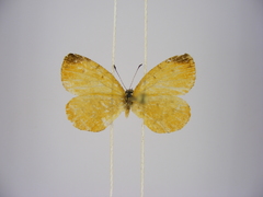 Toxochitona gerda