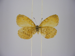Toxochitona gerda