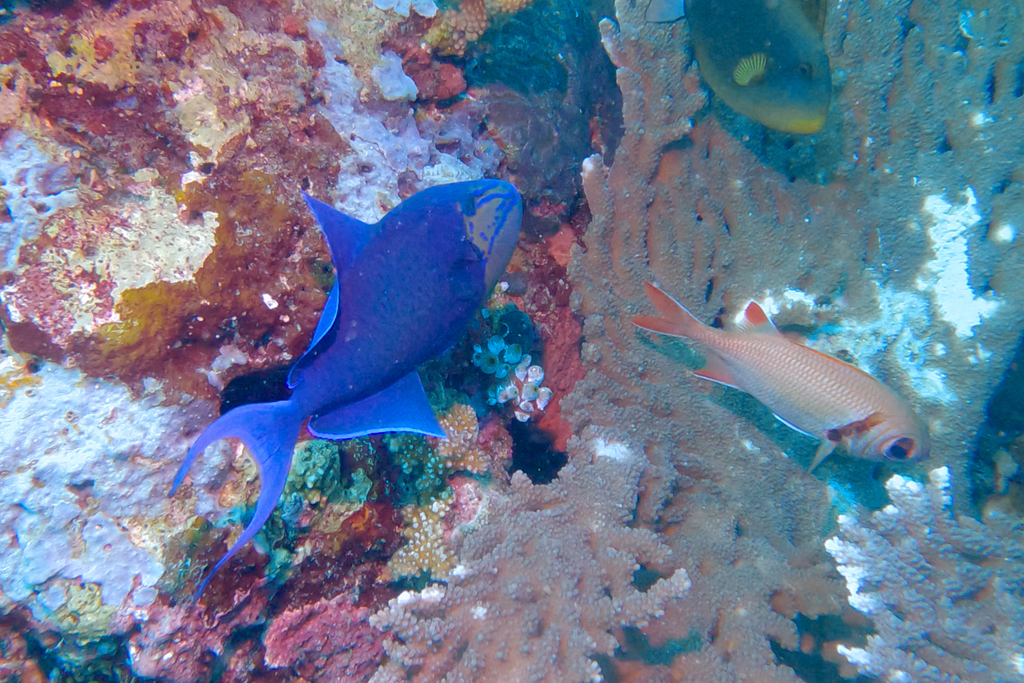 Red-toothed triggerfish