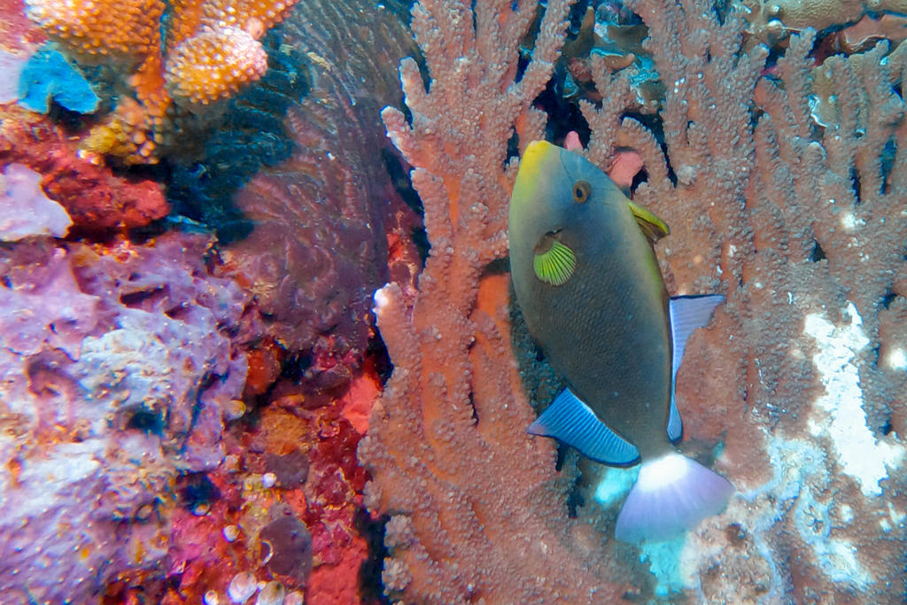 Pinktail triggerfish