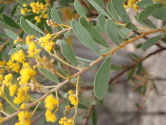 Acacia leucolobia