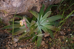 Dudleya saxosa collomiae