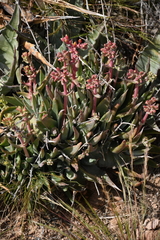 Dudleya saxosa collomiae