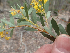 Acacia leucolobia
