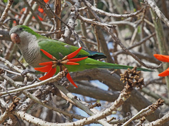 Myiopsitta monachus