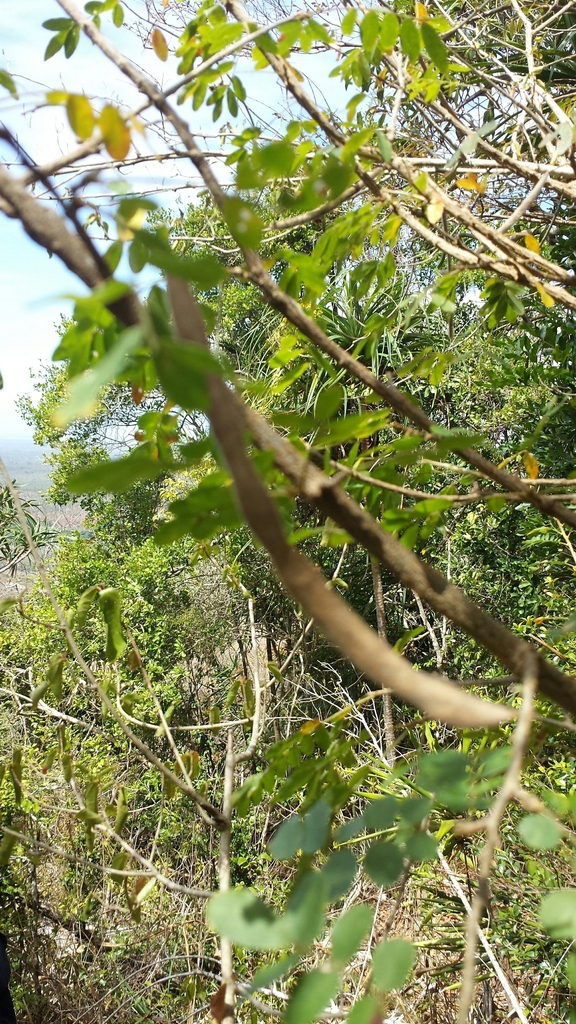 Chadsia coluteifolia