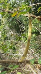 Image of Chadsia coluteifolia