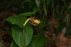 (c) Michelle W. (鍾偉瑋), some rights reserved (CC BY) Cypripedium kentuckiense, photograph (c) Michelle W. (鍾偉瑋), some rights reserved (CC BY)