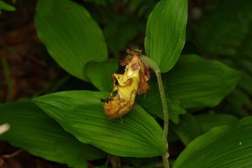 Cypripedium kentuckiense, photograph 1