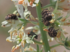 Attagenus trifasciatus