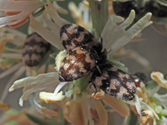 Attagenus trifasciatus