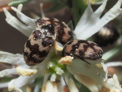 Attagenus trifasciatus