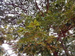 Albizia zygia