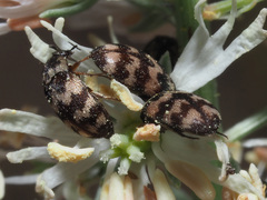 Attagenus trifasciatus