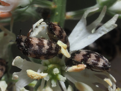 Attagenus trifasciatus