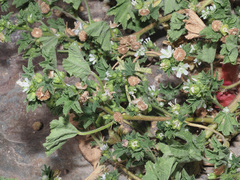 Malva parviflora