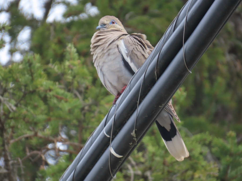 White-winged Dove