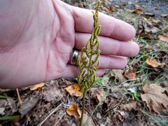 Sceptridium dissectum dissectum