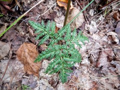 Sceptridium dissectum dissectum