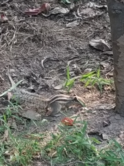 Funambulus pennantii