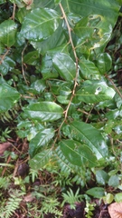 Elaeagnus formosana