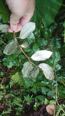 Elaeagnus formosana