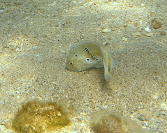 Iniistius griffithsi