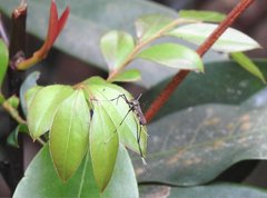 Toxorhynchites splendens